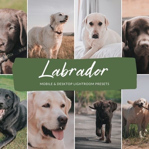 6 Mobile & Desktop Lightroom Presets LABRADOR RETRIEVER, Instagram Presets, Dog Presets, Concert Presets, Photo presets, Indoor Presets