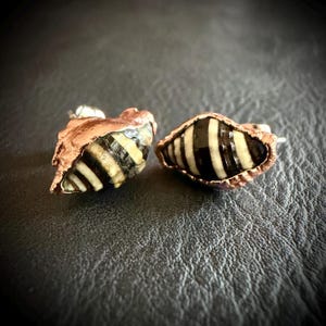 May include: A pair of stud earrings featuring small, striped black and white shells encased in a textured, metallic copper-toned setting. The shells display a distinct pattern of alternating dark and light bands, secured with standard earring posts.