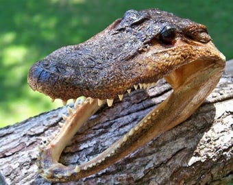 Gator Head 5-6 Inch Real Alligator Head Authentic Cajun Crocodile Sharp Florida
