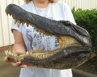 20 "Alligator Kopf von einem 13-Fuß Louisiana Gator Taxidermy Swamp Wars authentisch