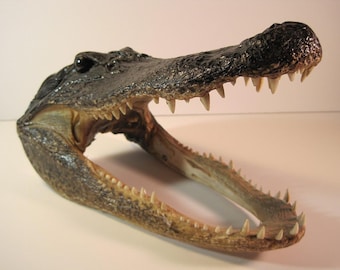 Real 10 Inch Alligator Taxidermy Head - Authentic Gator Skull, Unique Decor