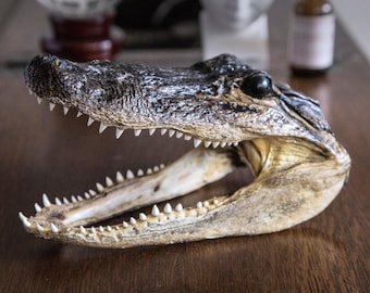 7-Inch Real Alligator Taxidermy Head | Authentic Gator Skull | Unique Wildlife Decor