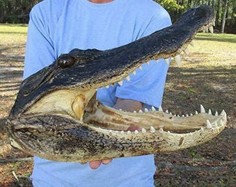 21" alligatorhuvud från en 14 fot lång Louisiana alligator, uppstoppad träskkrig, autentisk
