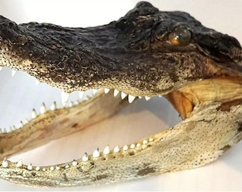 Authentic 9 Inch Taxidermy Alligator Head - Real Gator Skull Display, Unique Wildlife Decor, Natural Souvenir