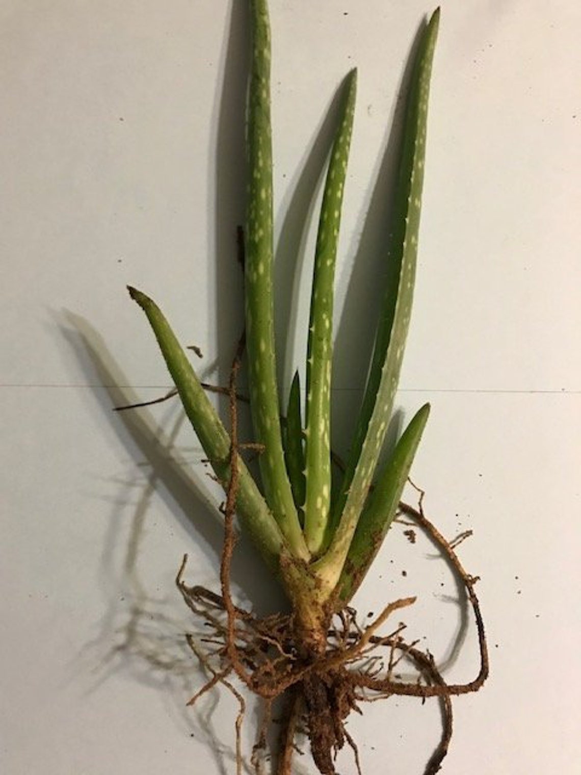 Aloe Vera Plants Bare Root Free Shipping Etsy