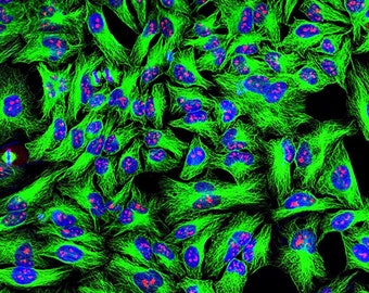 HeLa Cell Wrapping Paper