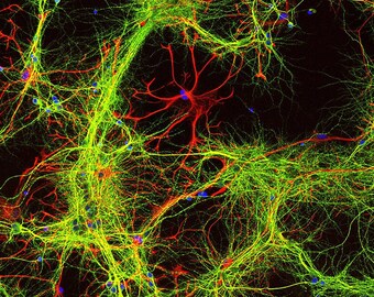 Brain Cell Wrapping Paper