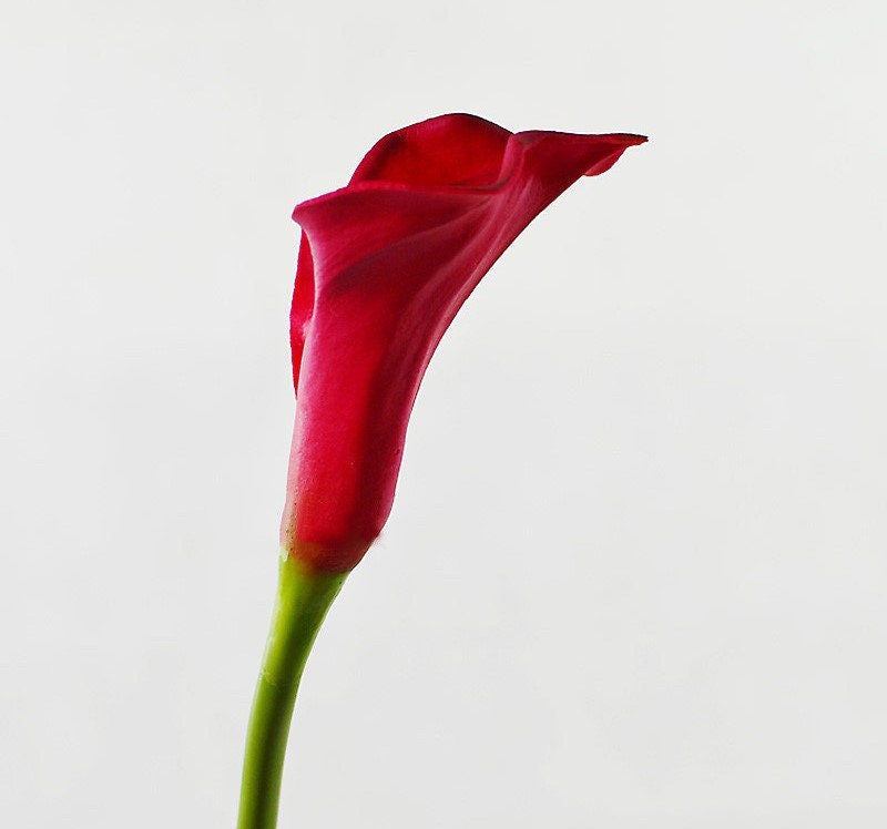 CA USA Seller 25 Large Real Touch Calla lily artificial | Etsy