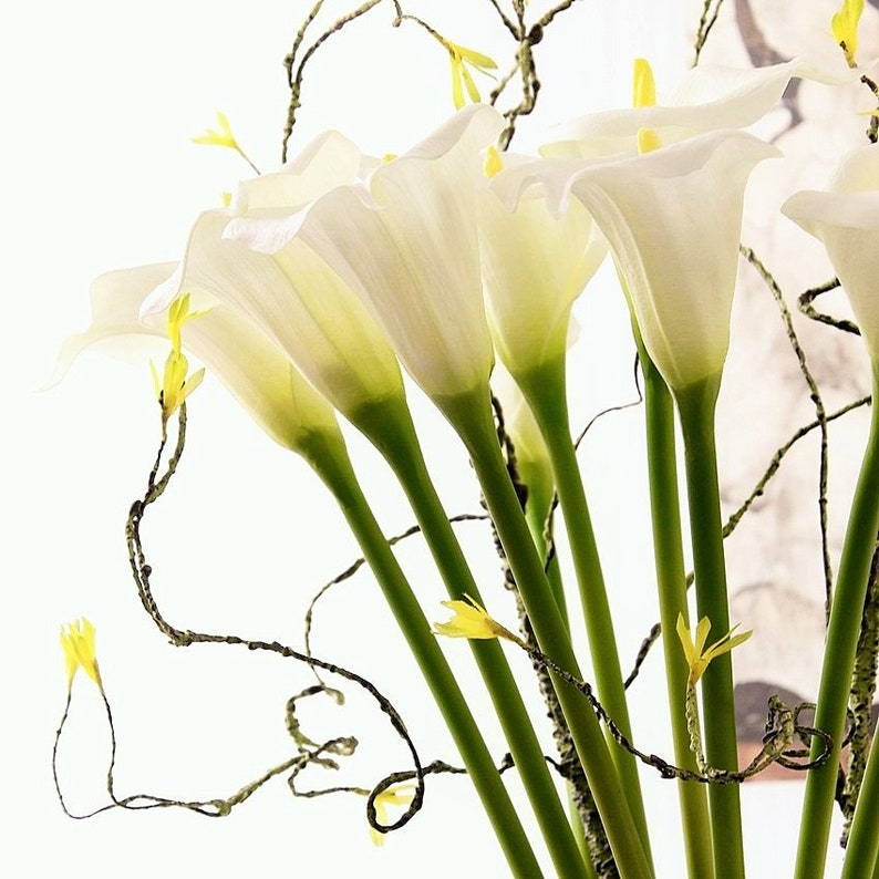 May include: A bouquet of white calla lilies with green stems and yellow accents arranged with brown curly vines.