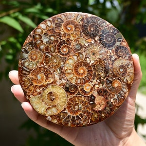 100G+ Disco de placa de concha fósil de amonita natural + soporte libre, caracola, decoración del hogar, adornos, fósil de concha espiral, especímenes fósiles, curación de Reiki 1PC