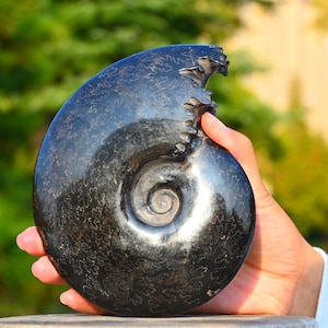 0.55kg Natural Ammonite carving snake Fossil Conch specimen of Madagascar Healing Decor，ammonite fossil，fossil rocks，crystal healing K109