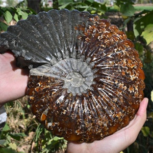Natural fossil ammonite specimen，Crystal specimen，Crystal decoration，Natural ammonite，Fossils specimen，Reiki healing（Random delivery）