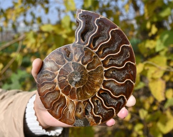 1PC Natural Ammonite nautilus fossil，Crystal decor，Fossil specimens，Pearly nautilus，Crystal Healing （Random）
