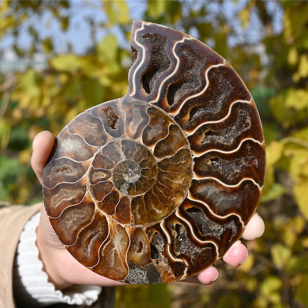 1PC Natural Ammonite nautilus fossil，Crystal decor，Fossil specimens，Pearly nautilus，Crystal Healing （Random）