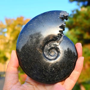 0.42kg Natural Ammonite carving snake Fossil Conch specimen of Madagascar Healing Decor，ammonite fossil，fossil rocks，crystal healing K113