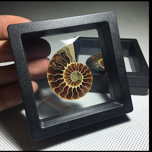 2.7'' Natural Ammonite Fossil Specimen，Christmas gift，Halloween gift，Crystal Healing Gift boxes Collect Decor Easter gift 1PC