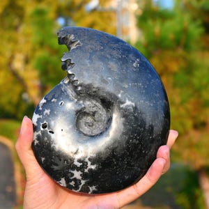 0.58kg Natural Ammonite carving snake Fossil Conch specimen of Madagascar Healing Decor，ammonite fossil，fossil rocks，crystal healing K107