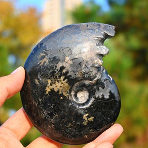 0.26kg Natural Ammonite carving snake Fossil Conch specimen of Madagascar Healing Decor，ammonite fossil，fossil rocks，crystal healing K117