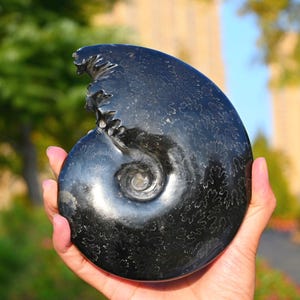0.65kg Natural Ammonite carving snake Fossil Conch specimen of Madagascar Healing Decor，ammonite fossil，fossil rocks，crystal healing K106