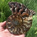 Crystal Ammonite，Natural Ammonite nautilus fossil,Crystal decor，Ammonite Deep geode,Halloween gift，Fossil specimens,Reiki healing 1PC 