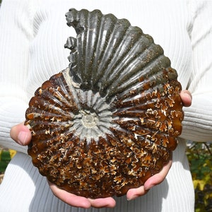 1PC Natural beautiful ammonite fossil conch specimen of Madagascar Healing Decor，Christmas gift，crystal healing（Random delivery）