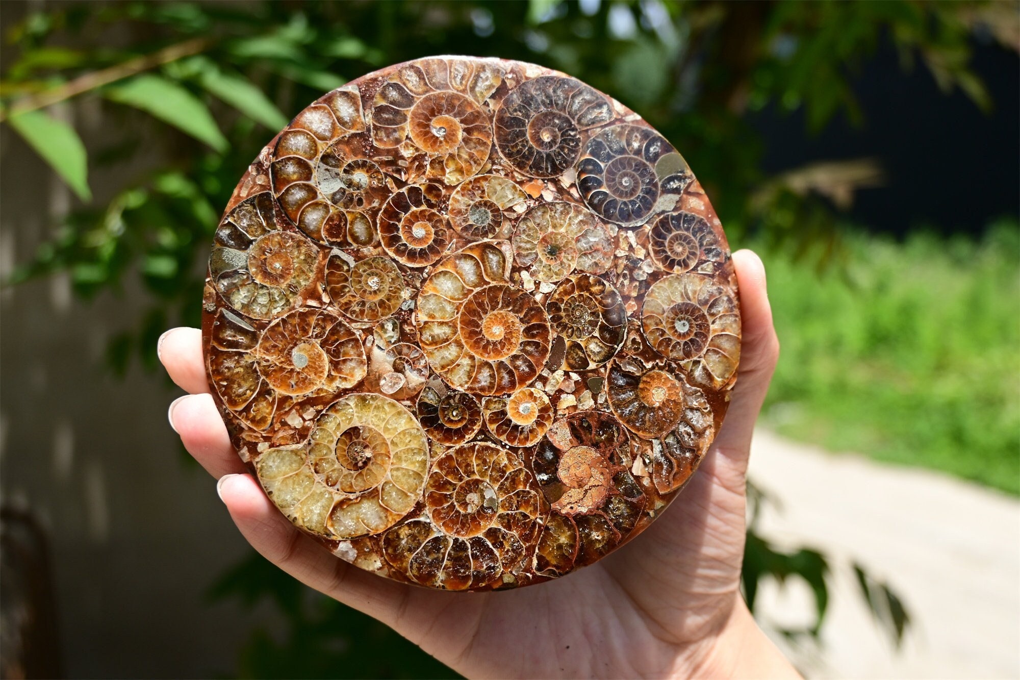 100G+ Natural Ammonite Fossil shell Plate Disk +Free Stand,Conch,Home Decor,Ornaments,Spiral shell Fossil,Fossil specimens,Reiki healing 1PC