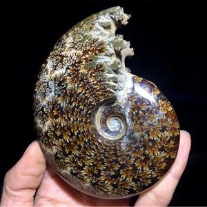Crystal Ammonite，Natural beautiful ammonite fossil conch specimen of Madagascar Healing Decor，Halloween gift，crystal specimen