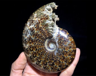 Kristal Ammoniet, Natuurlijke mooie ammoniet fossiele conch specimen van Madagascar Healing Decor, Halloween gift, kristal specimen
