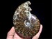 Crystal Ammonite,Natural beautiful ammonite fossil conch specimen of Madagascar Healing Decor,Halloween gift,crystal specimen