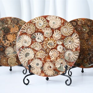 11CM Natural Ammonite Fossil Shell Plate Disk Conch Collection Home Decor +Free Stand