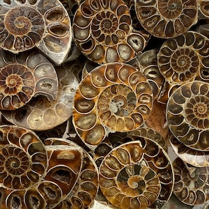 50g+ Natural A pair  Ammonite Fossil Specimen Crystal Healing Gift Collect Decor Easter gift,random delivery