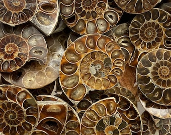 50g+ Natural Um par de espécimes de fóssil de amonite Cristal de cura Presente de coleta Decoração Presente de Páscoa, entrega aleatória