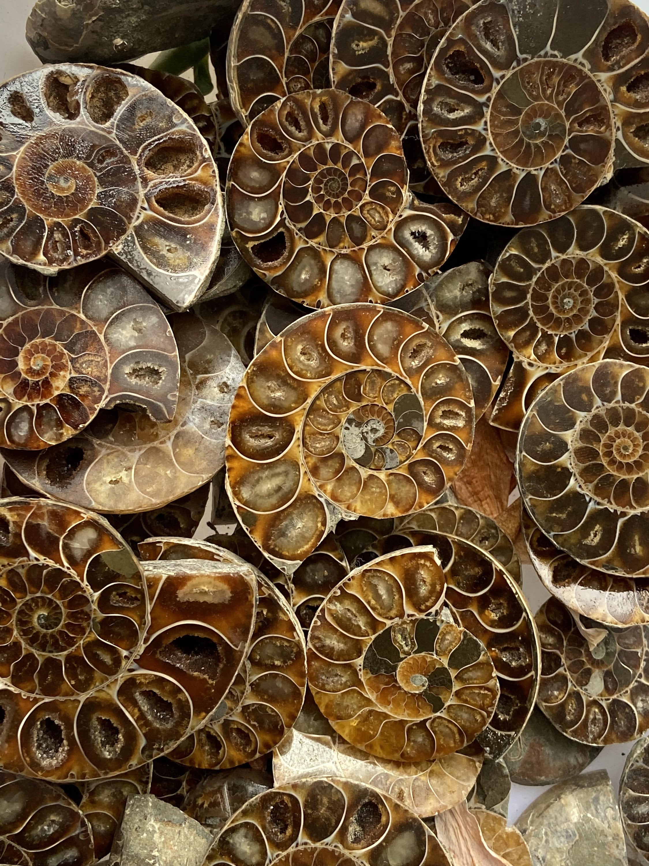 アモナイト化石 ペア　スタンド付き アンモナイト化石 ペア マダガスカル産 k9740 : TAMICHI Minerals