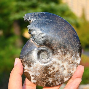 0.37kg Natural Ammonite carving snake Fossil Conch specimen of Madagascar Healing Decor，ammonite fossil，fossil rocks，crystal healing K115