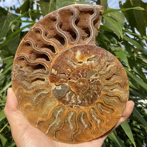 A pair of Crystal Ammonite，Natural Ammonite nautilus fossil,Crystal decor，Ammonite Deep geode,Halloween gift，Fossil specimens,Healing C7