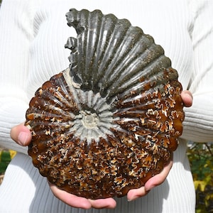 Natürliches Ammonit Fossil Conch Specimen: Madagaskar Healing Decor