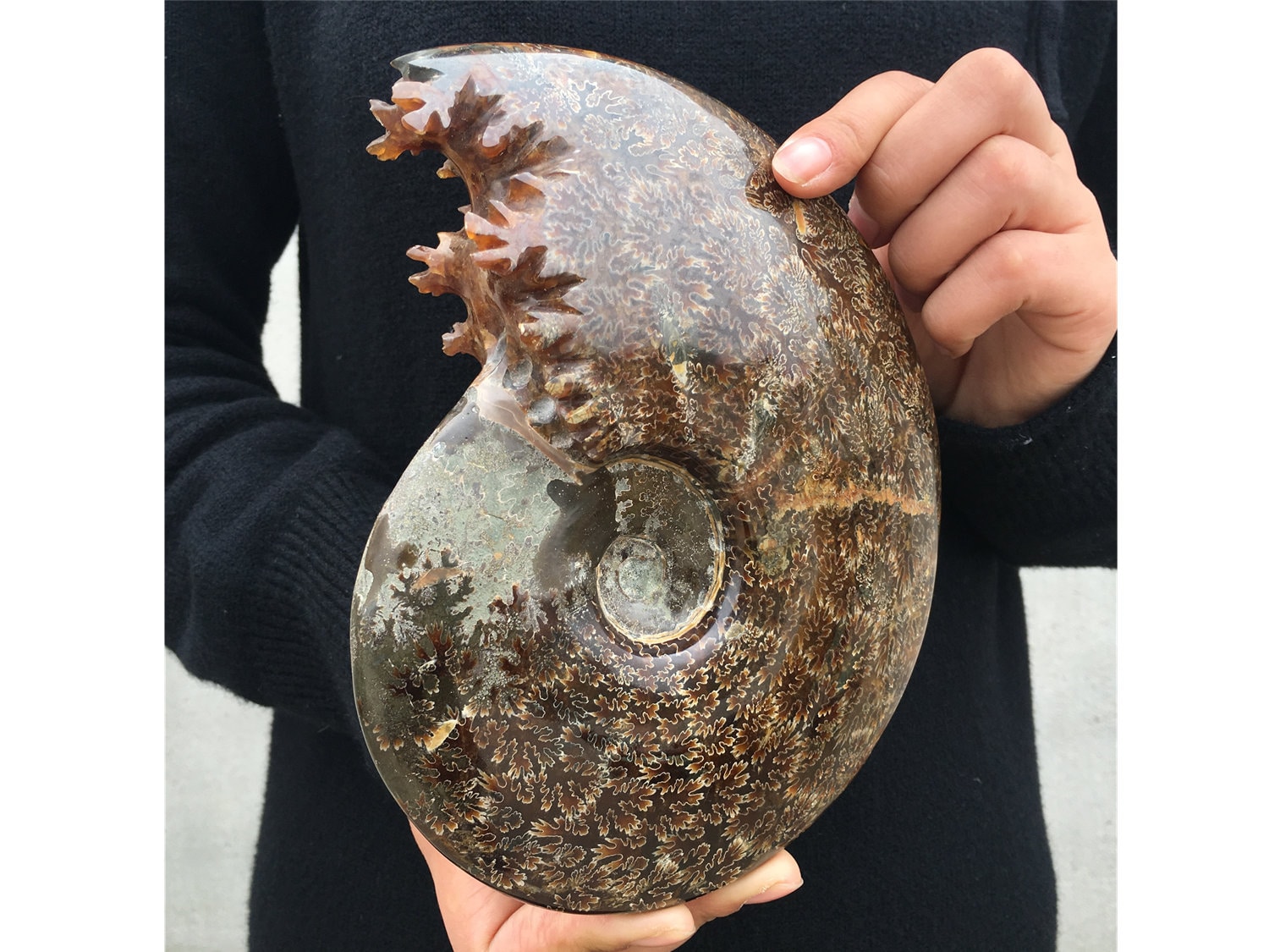 Large Ammonite Fossil for sale Only 4 left at 65