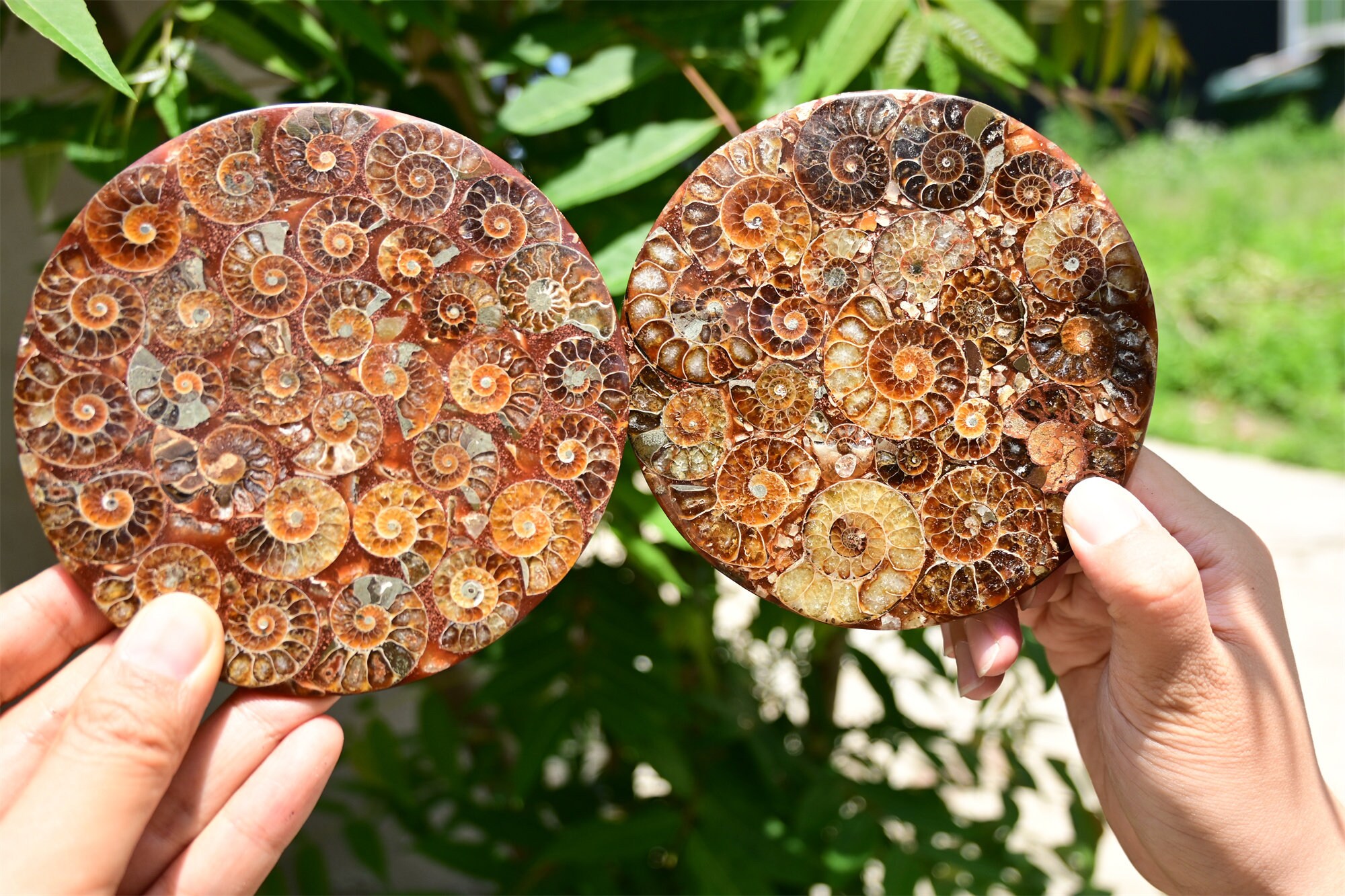 Natural Ammonite Fossil Conch ,specimen Of Madagascar Healing Decor