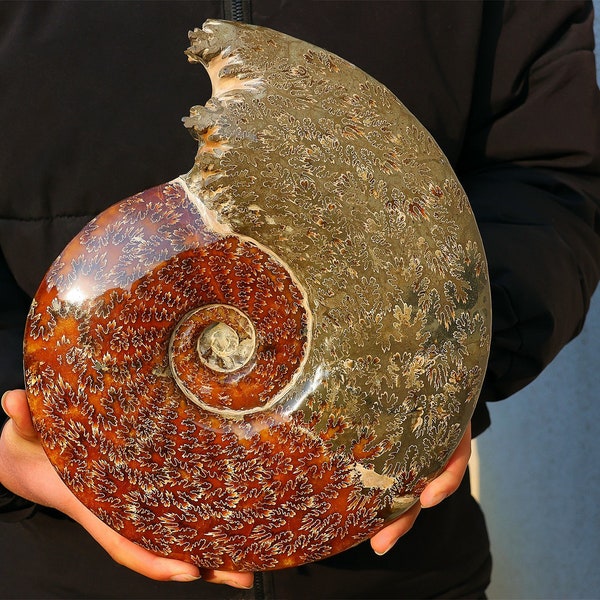 5.4KG Natural beautiful ammonite fossil conch specimen of Madagascar Healing Decor，ammonite fossil，fossils rockscrystal healing +Free stand