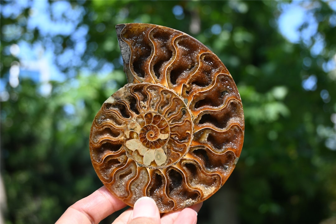 Crystal Ammonite，natural Ammonite Nautilus Fossil,crystal Decor