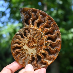 Crystal Ammonite，Natural Ammonite nautilus fossil,Crystal decor，Ammonite Deep geode,Halloween gift，Fossil specimens,Reiki healing 1PC