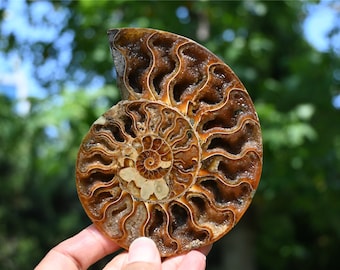 Crystal Ammonite，Natural Ammonite nautilus fossil,Crystal decor，Ammonite Deep geode,Halloween gift，Fossil specimens,Reiki healing 1PC