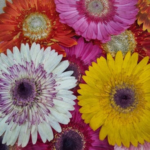 Flor prensada para moldura, flor prensada grande, gérbera, arte floral faça você mesmo, flor preservada, gérbera para resina