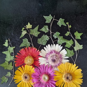 5 fleurs pressées de grande taille et 6 tiges et feuilles, art floral gerbera séché bricolage Gerbera de fleurs pour résine pour cadre.