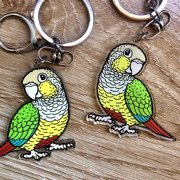 Green Cheek Conure Etsy