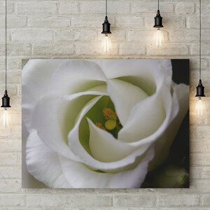 Eustoma, Lisianthus, Fleur, Rose, Impression de fleurs blanches, Photographie de nature, Macro Photograpy, | botanique Décoration murale | Art mural