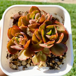 Echeveria Sunyan Cluster