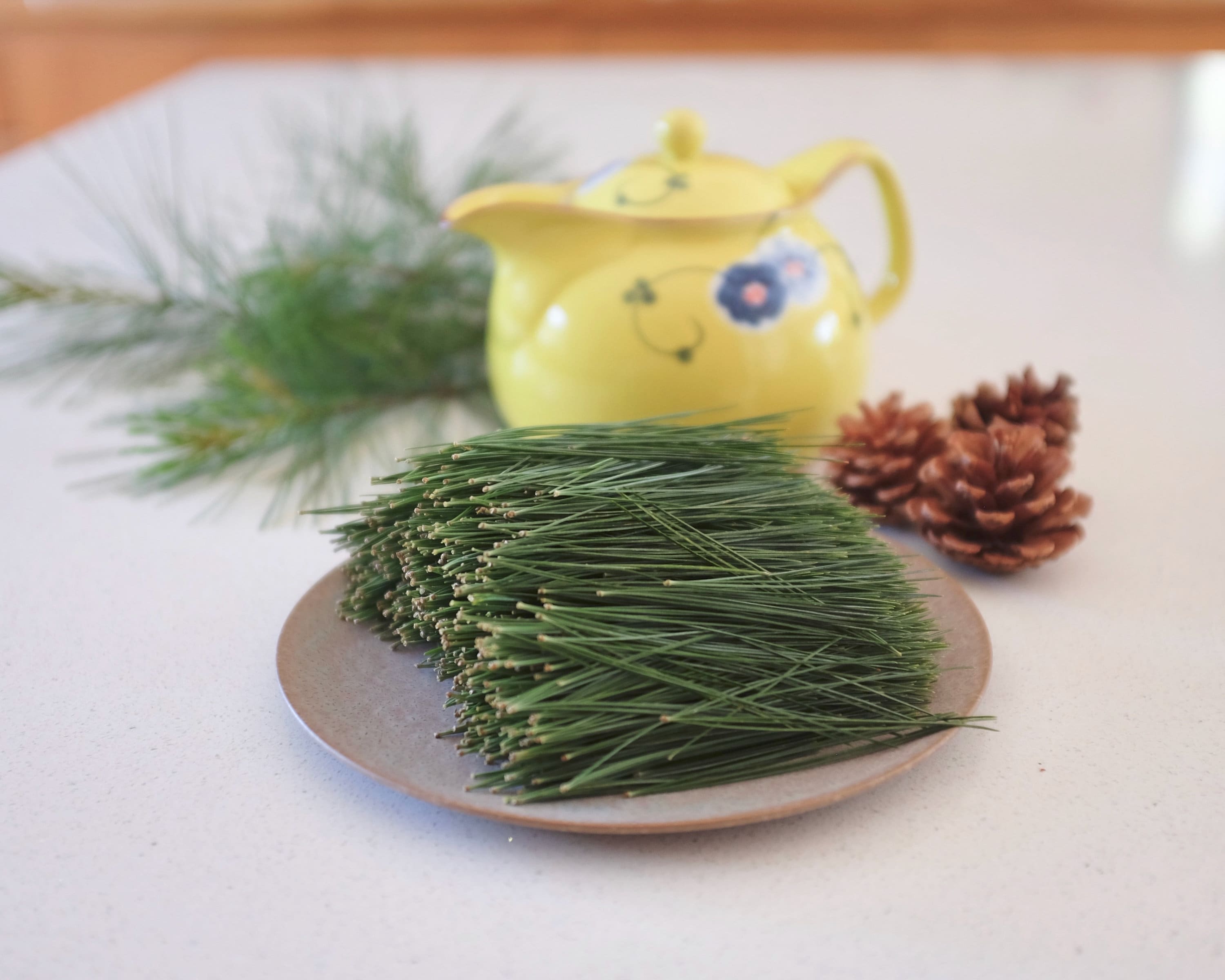 Organic White Pine Needle Tea Fresh Wild Harvested Eastern Etsy UK