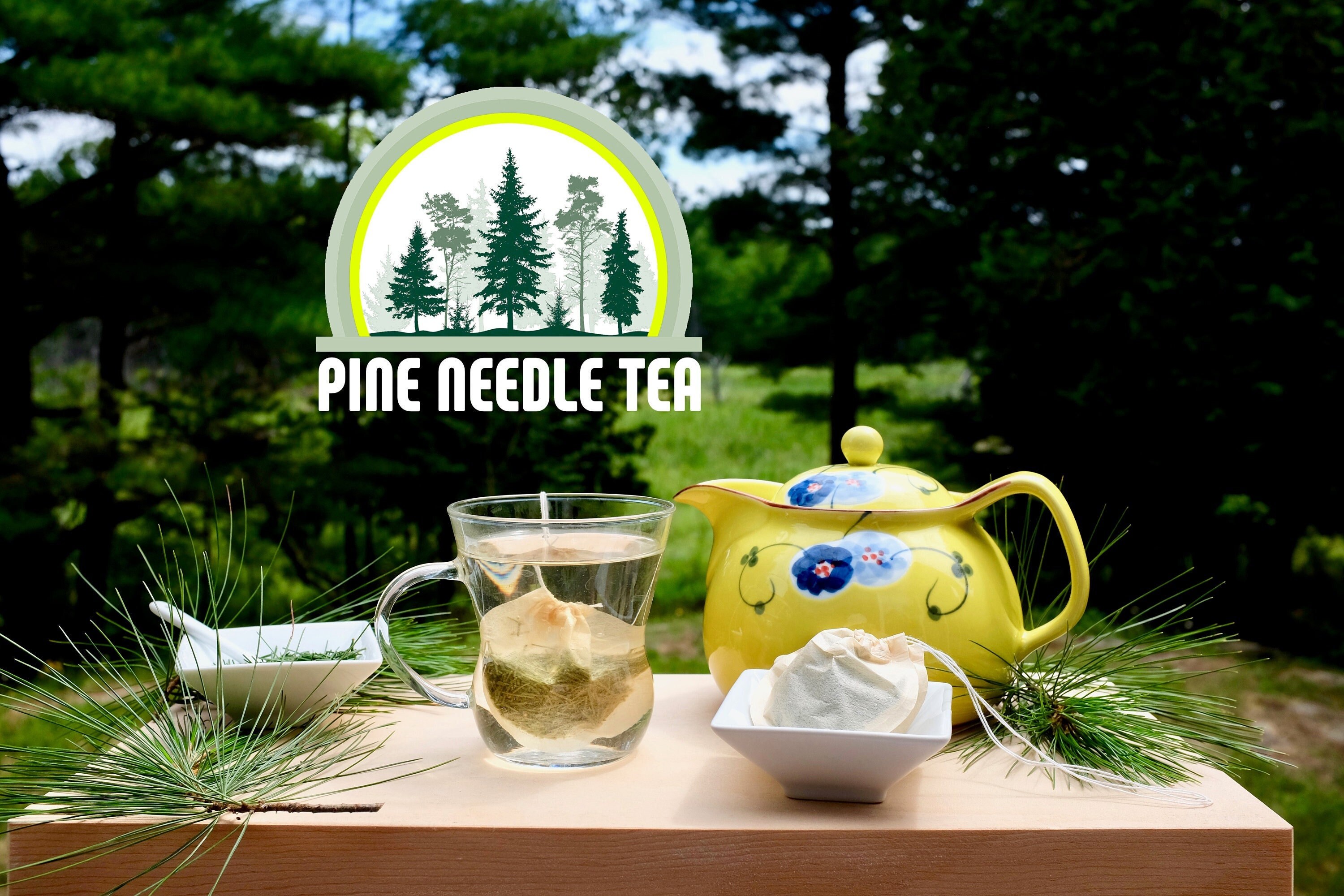 Eastern White Pine Needle in TEA BAGS Free Shipping