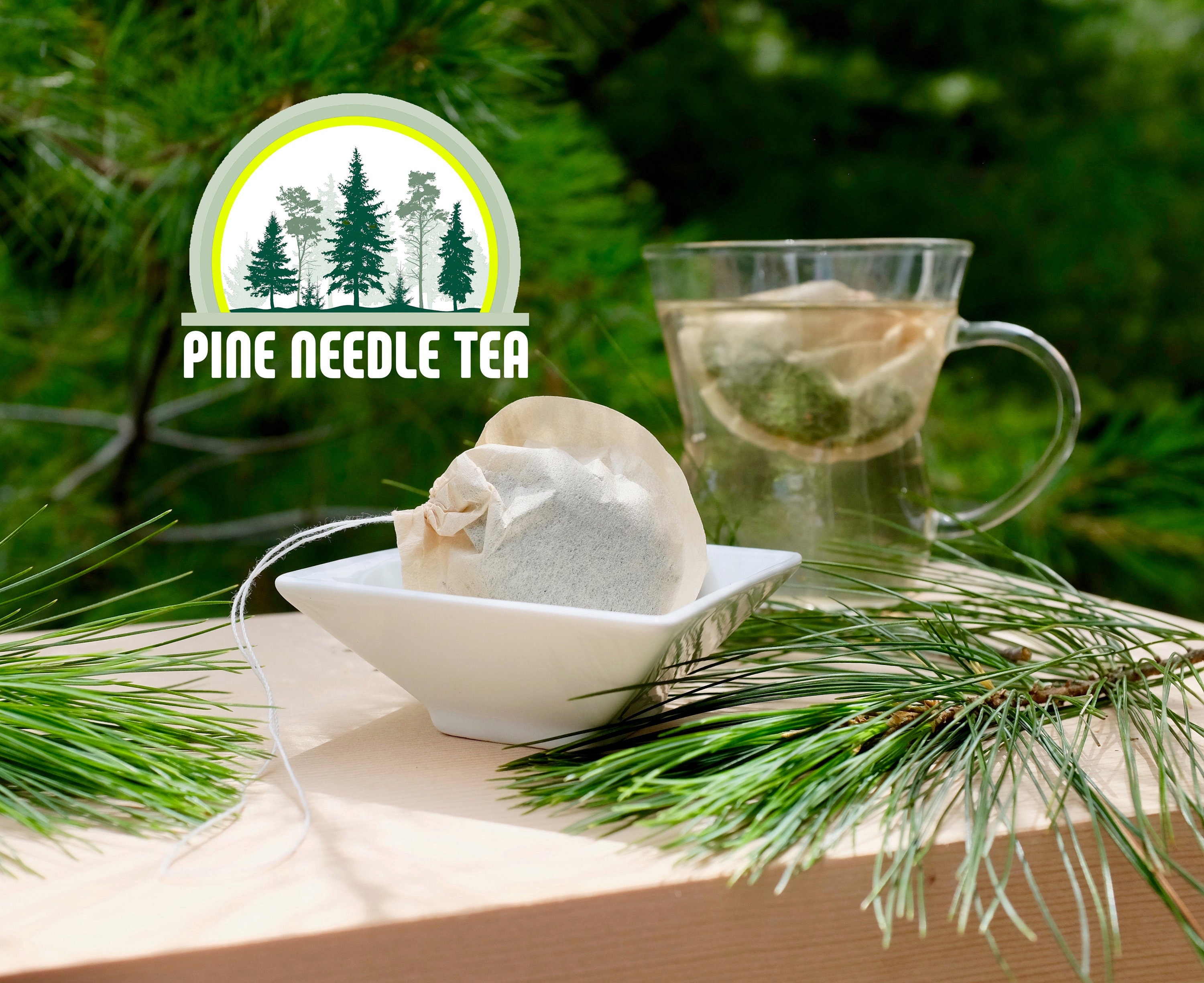 Eastern White Pine Needle in TEA BAGS Free Shipping
